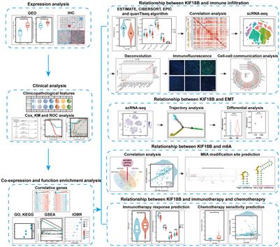 Multi-omics analysis reveals the association between elevated KIF18B expression and unfavorable prognosis, immune evasion, and regulatory T cell activation in nasopharyngeal carcinoma